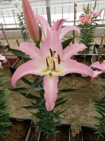 [4172 Okura VZ No02.JPG]